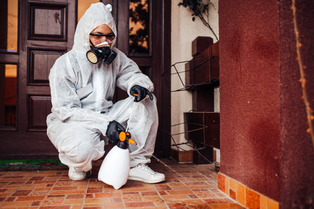 Attic and Crawl Space Rodent Treatment in Borrego Springs