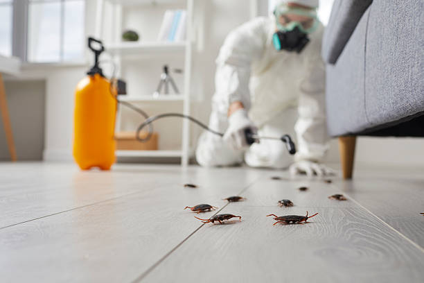 Commercial Rodent Management in Borrego Springs